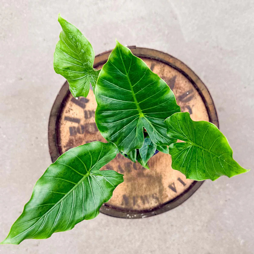 4" Alocasia ‘California’ Live Plant – Bold Tropical Houseplant with Large Green Leaves