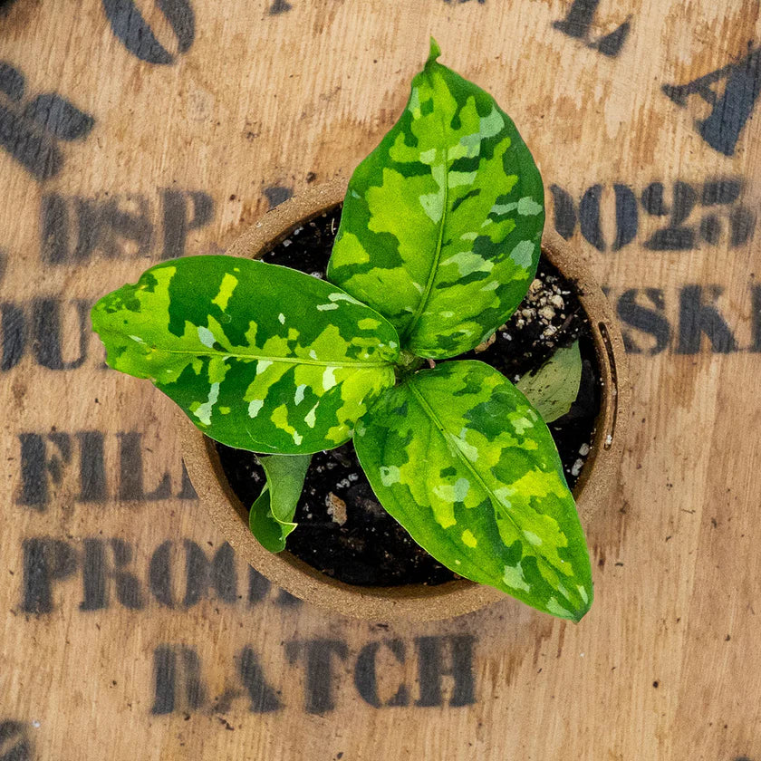 Aglaonema Pictum Tricolor – Rare Camouflage Chinese Evergreen Live Plant