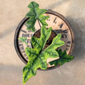 Alocasia Jacklyn Live Plant – Rare Tropical Houseplant with Textured Lime-Green Leaves