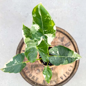 Alocasia Macrorrhiza Variegata – Rare Variegated Elephant Ear Live Plant