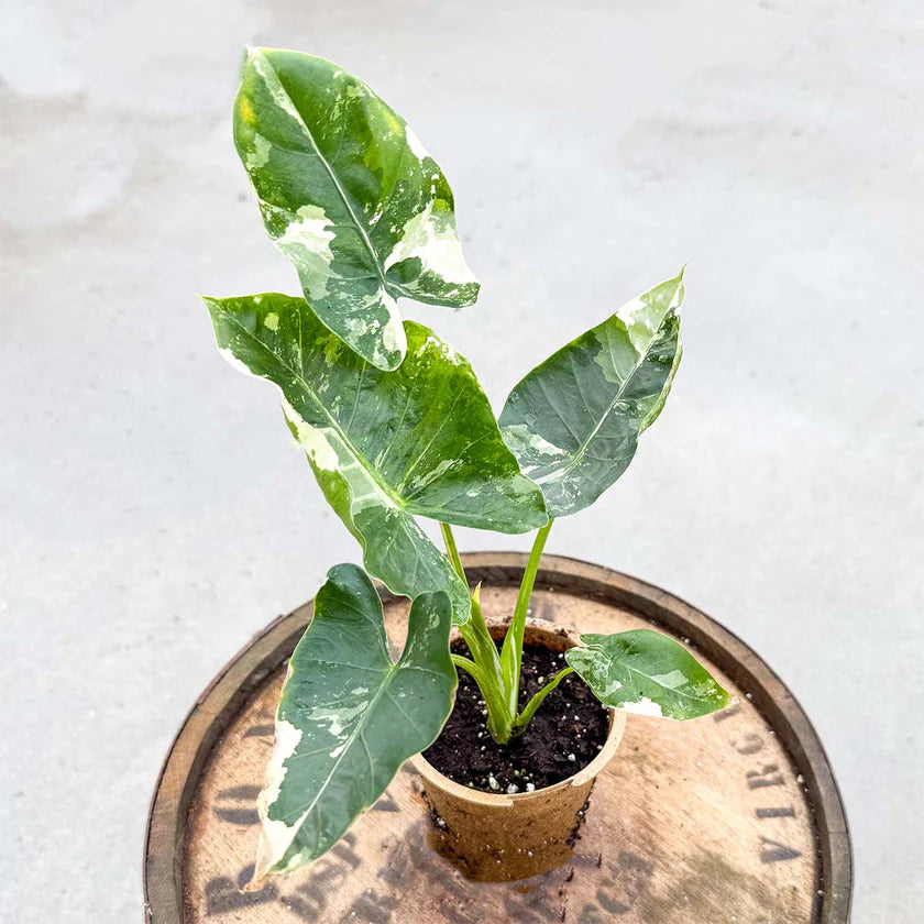Alocasia Macrorrhiza Variegata – Rare Variegated Elephant Ear Live Plant 2