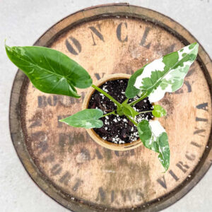 Alocasia Okinawa Silver – Rare Compact Houseplant with Silver-Green Leaves