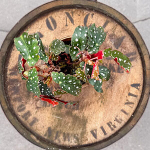 Begonia Maculata ‘Wightii’ – Polka Dot Angel Wing Begonia Live Plant