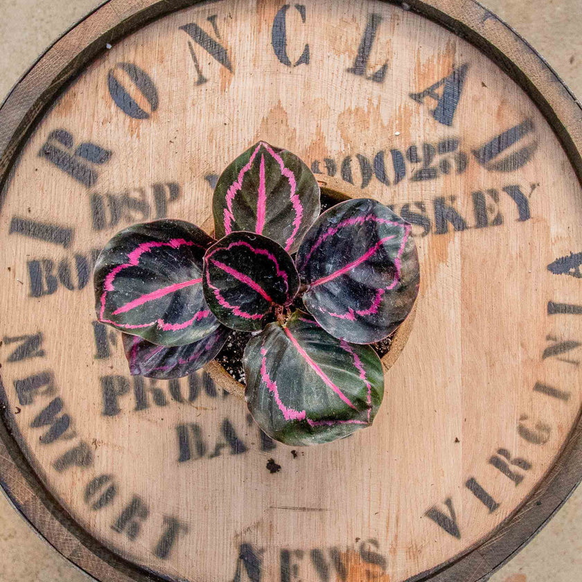 Calathea ‘Dottie’ Live Plant – Bold Pink & Dark Foliage Prayer Plant