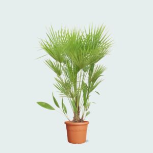 Chamaerops Humilis – European Fan Palm Live Plant for Indoor & Outdoor