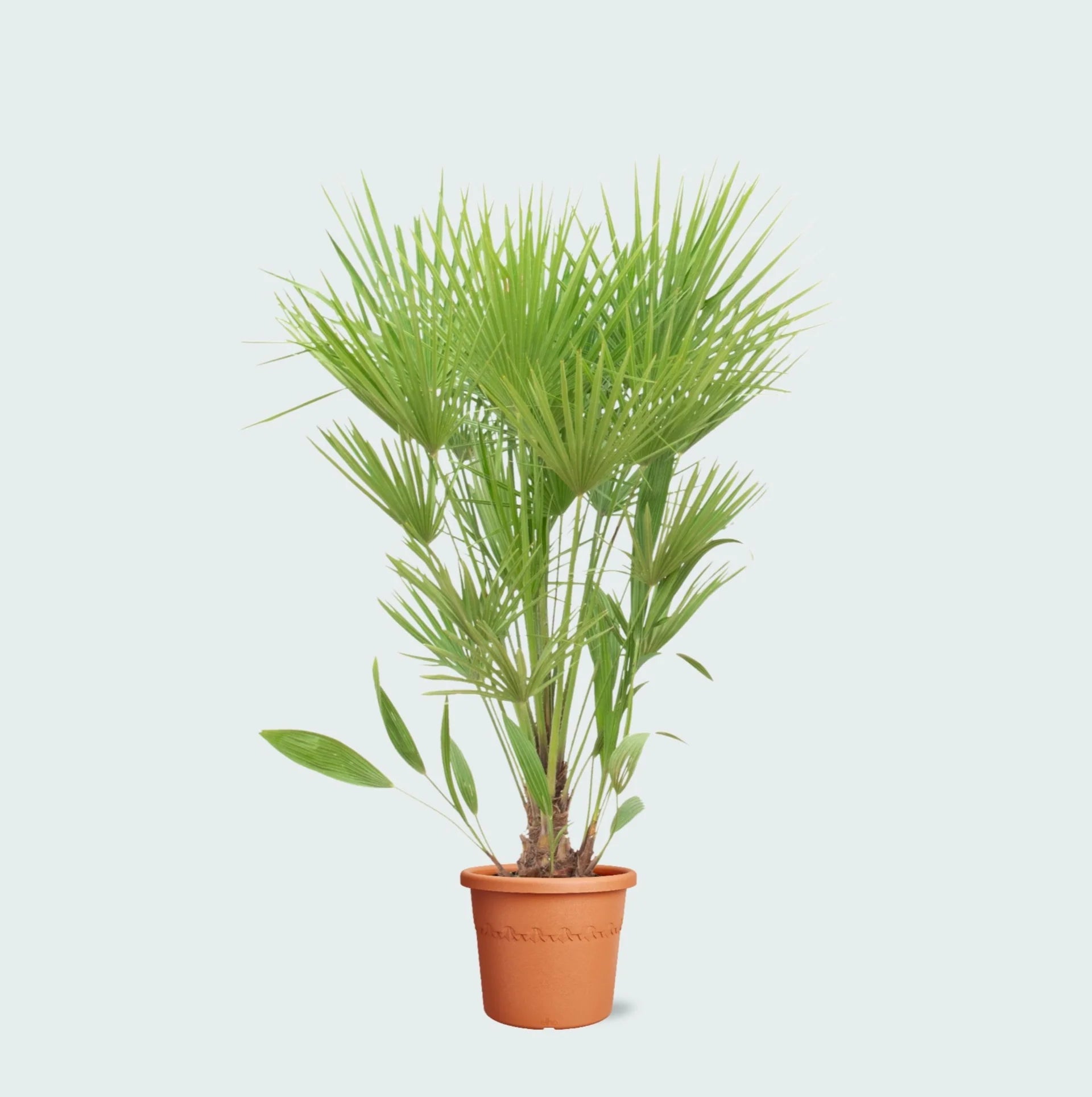 Chamaerops Humilis – European Fan Palm Live Plant for Indoor & Outdoor