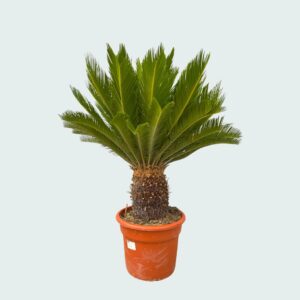 Cycas Revoluta Sago Palm – Tropical Outdoor Fern Palm for Patios & Gardens