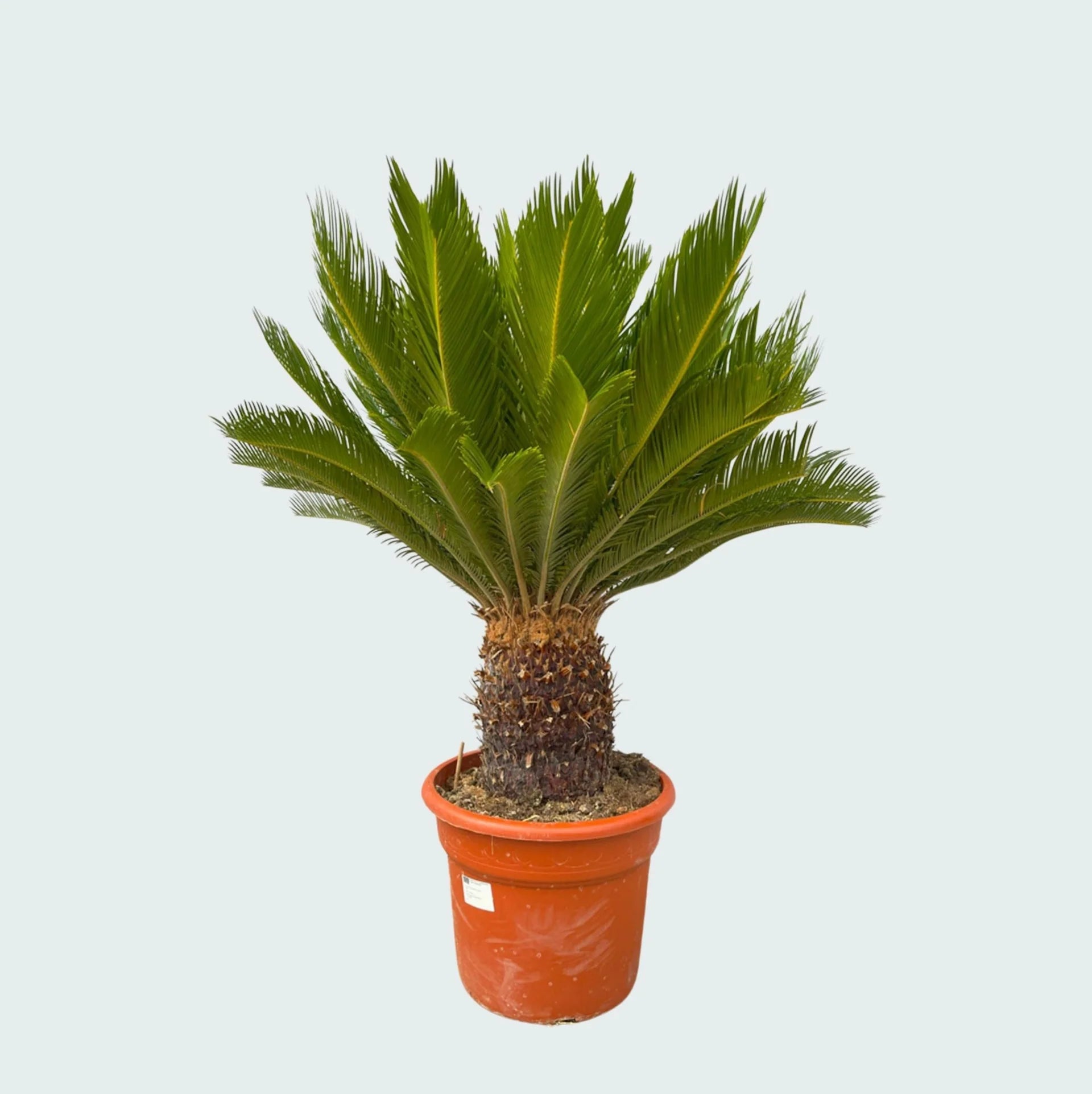 Cycas Revoluta Sago Palm – Tropical Outdoor Fern Palm for Patios & Gardens
