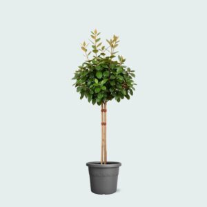 Elaeagnus Evergreen Shrub – Hardy Privacy Hedge for Sunny Outdoor Landscapes