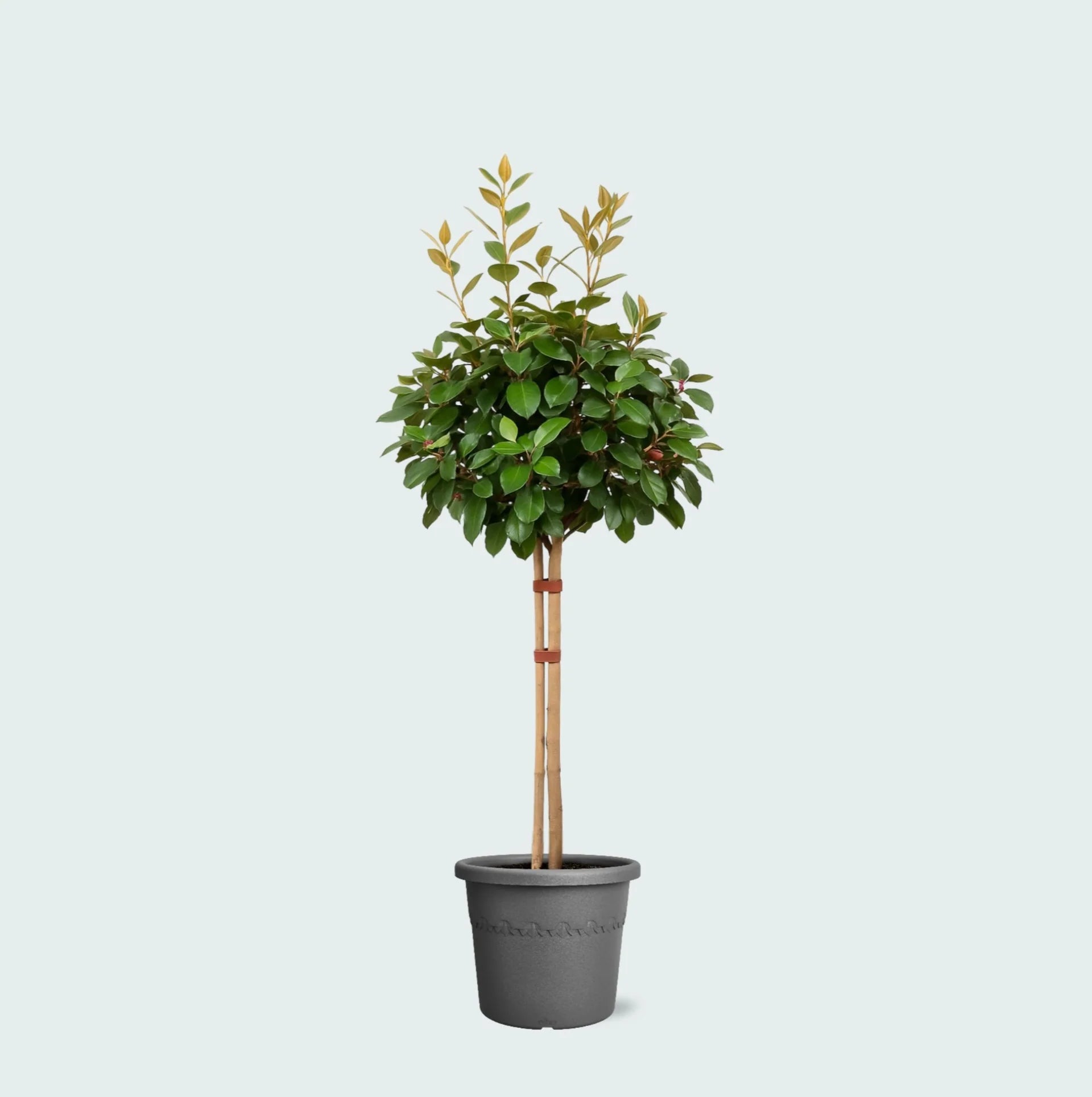 Elaeagnus Evergreen Shrub – Hardy Privacy Hedge for Sunny Outdoor Landscapes