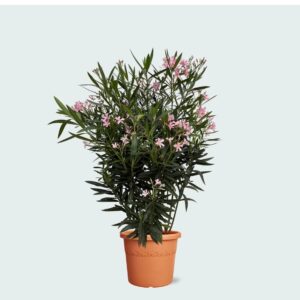 Nerium Oleander Shrub – Evergreen Flowering Outdoor Plant for Sunny Gardens