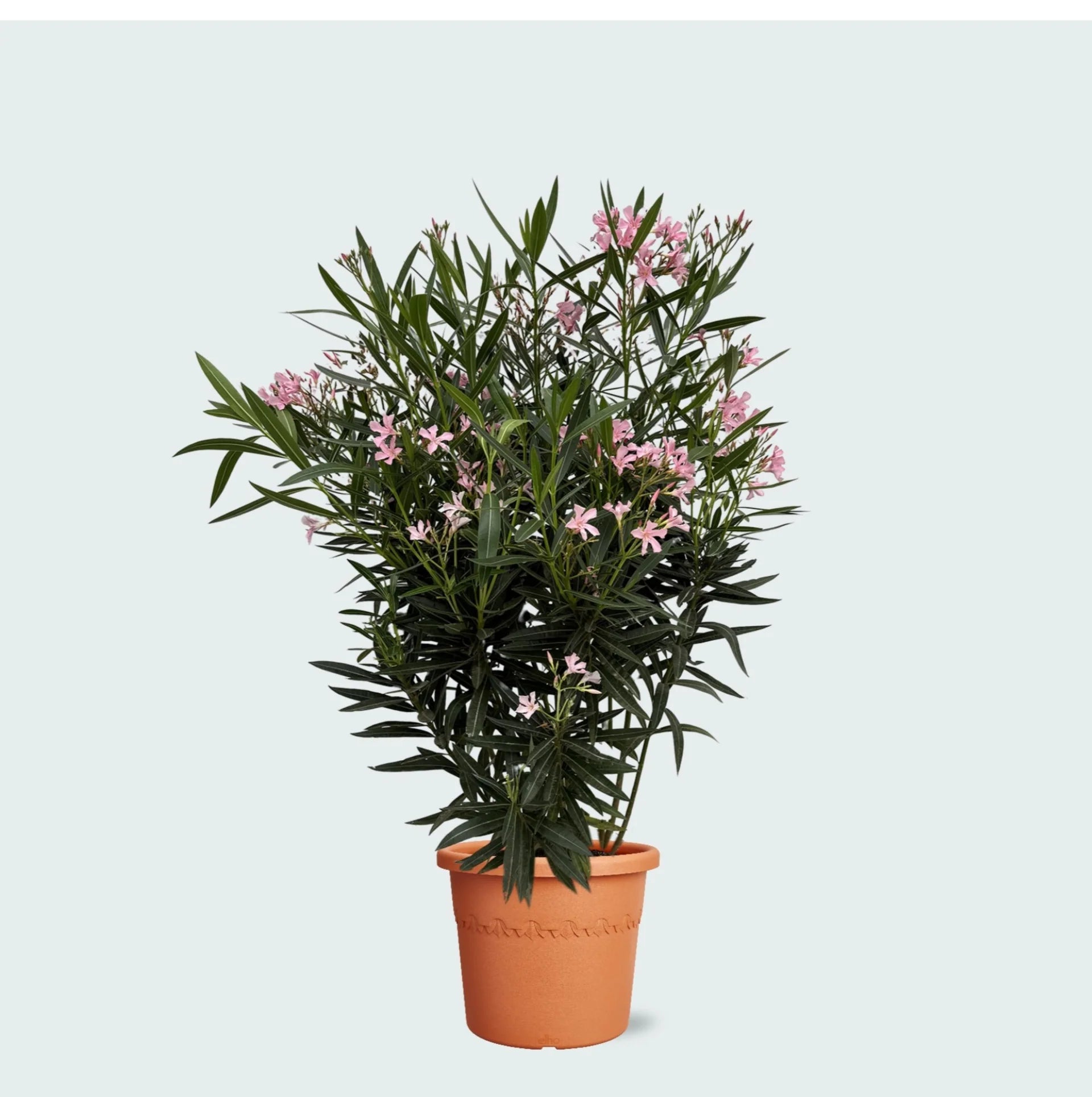 Nerium Oleander Shrub – Evergreen Flowering Outdoor Plant for Sunny Gardens