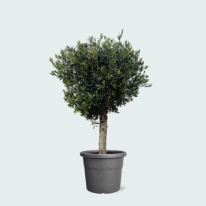 Olea Europaea ‘Lorc’ Olive Tree – Sun-Loving Mediterranean Patio Tree
