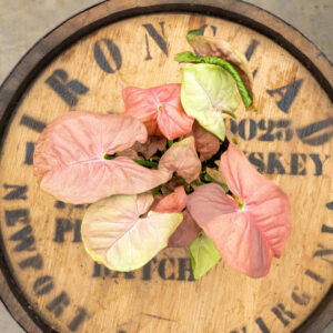 Syngonium Pink Neon – Pink Variegated Arrowhead Houseplant Live Plant