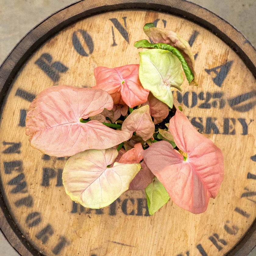 Syngonium Pink Neon – Pink Variegated Arrowhead Houseplant Live Plant