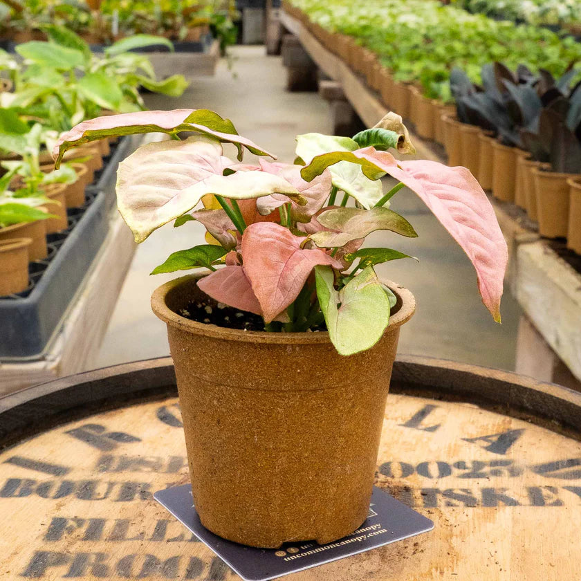 Syngonium Pink Neon – Pink Variegated Arrowhead Houseplant Live Plant 1