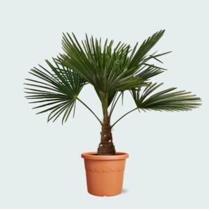 Trachycarpus Fortunei – Hardy Windmill Palm Live Plant for Indoor & Outdoor