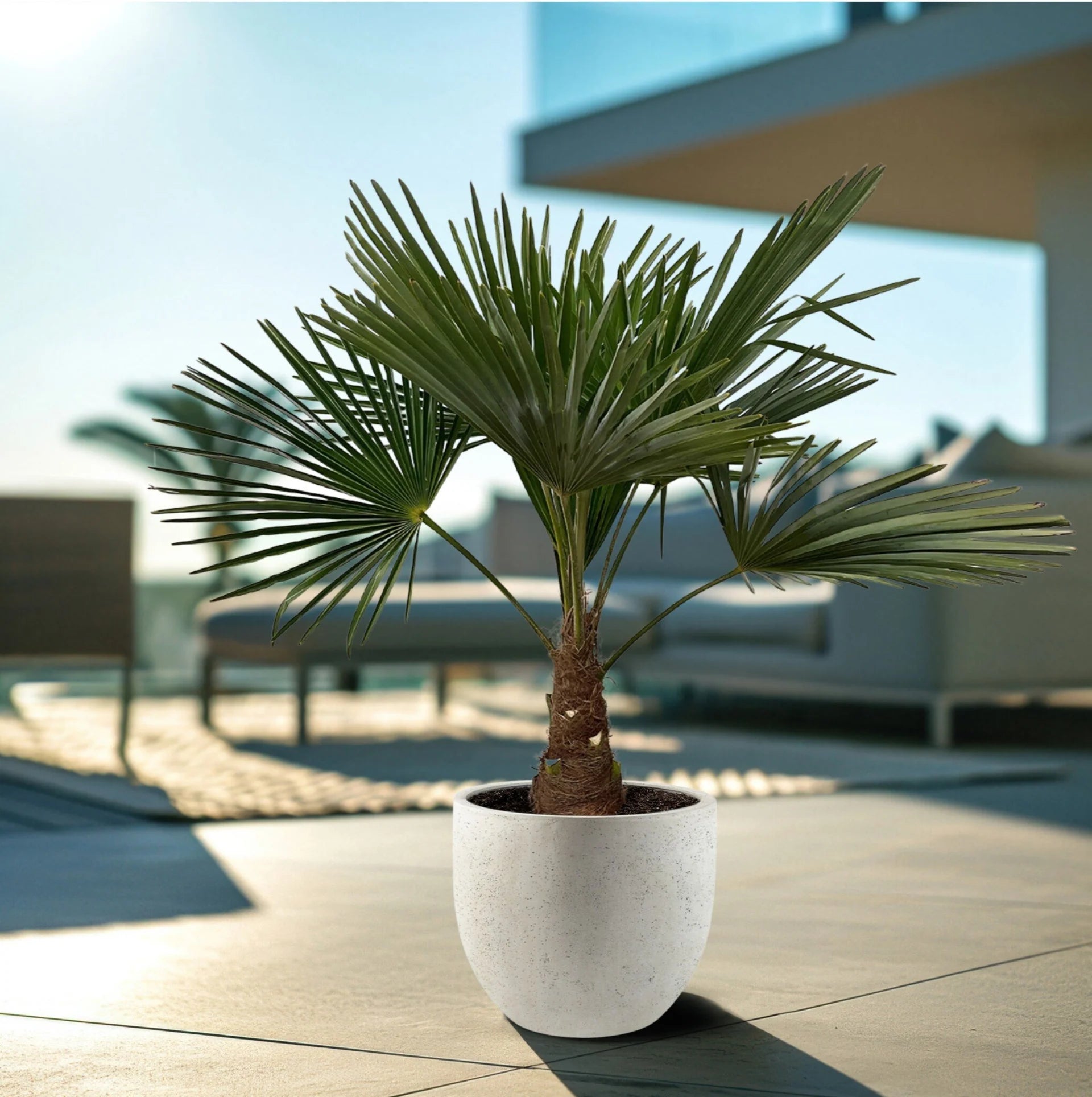 Trachycarpus Fortunei – Hardy Windmill Palm Live Plant for Indoor & Outdoor 1