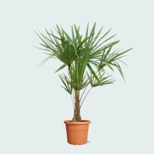 Trachycarpus Fortunei Windmill Palm – Cold Hardy Outdoor Tropical Palm Tree