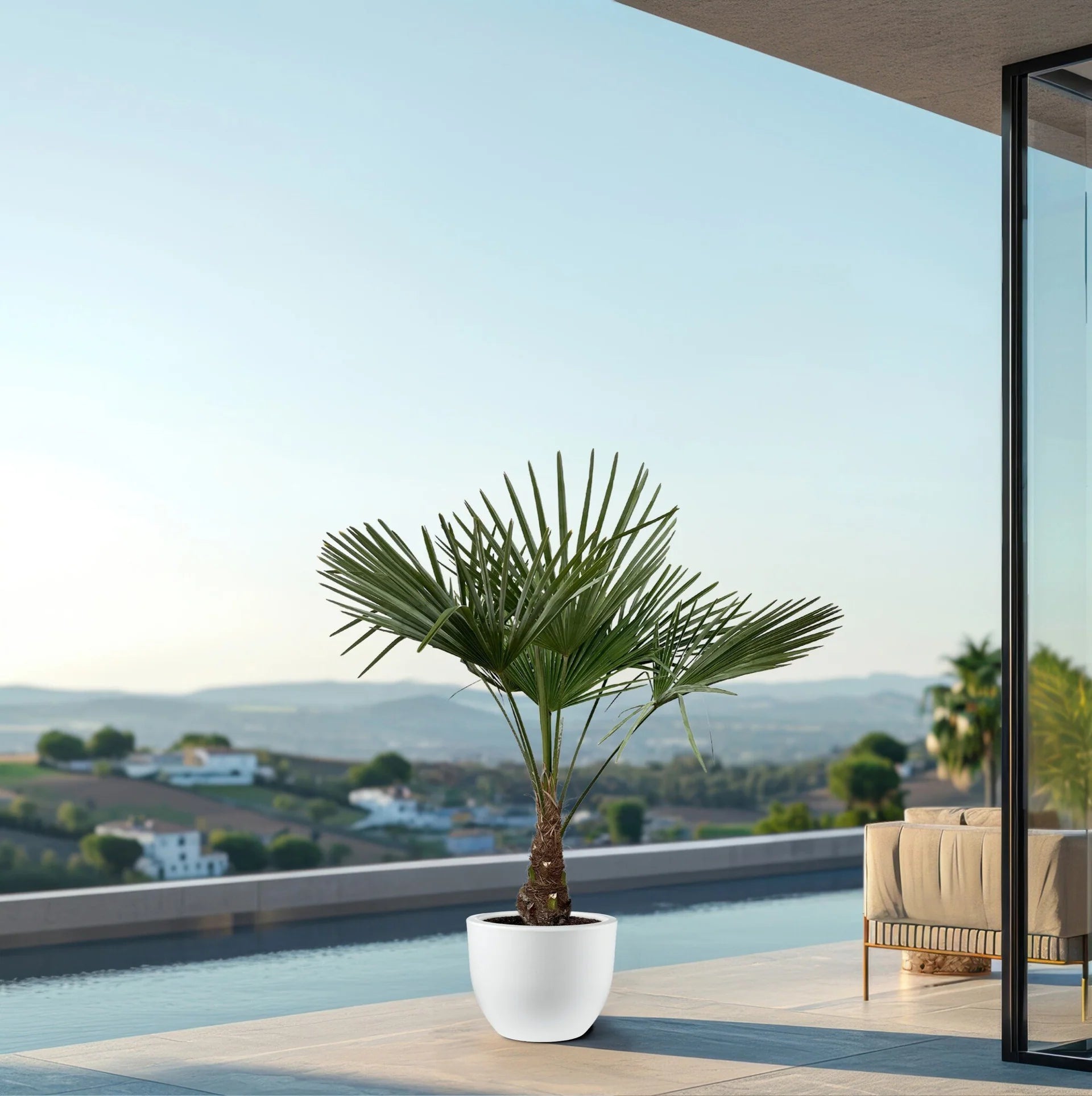 Trachycarpus Fortunei Windmill Palm – Cold Hardy Outdoor Tropical Palm Tree 1