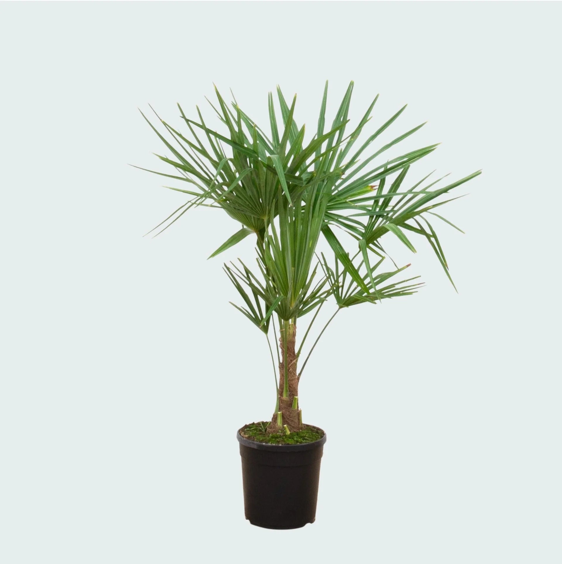 Trachycarpus Fortunei Windmill Palm – Cold Hardy Outdoor Tropical Palm Tree 2