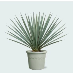 Yucca Rostrata ‘Blue Swan’ – Cold Hardy Blue Yucca Outdoor Desert Plant