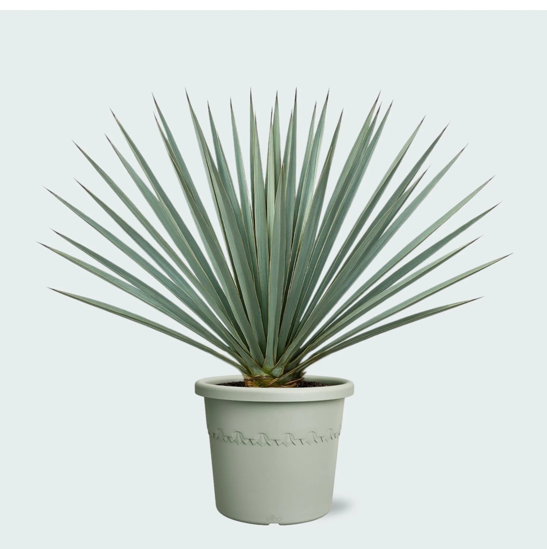 Yucca Rostrata ‘Blue Swan’ – Cold Hardy Blue Yucca Outdoor Desert Plant